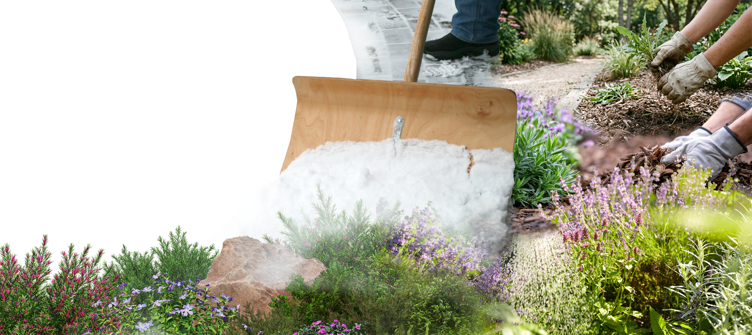 Schneeschieber und Schnee vor dichten grünen Pflanzen und lila blühenden Blumen.