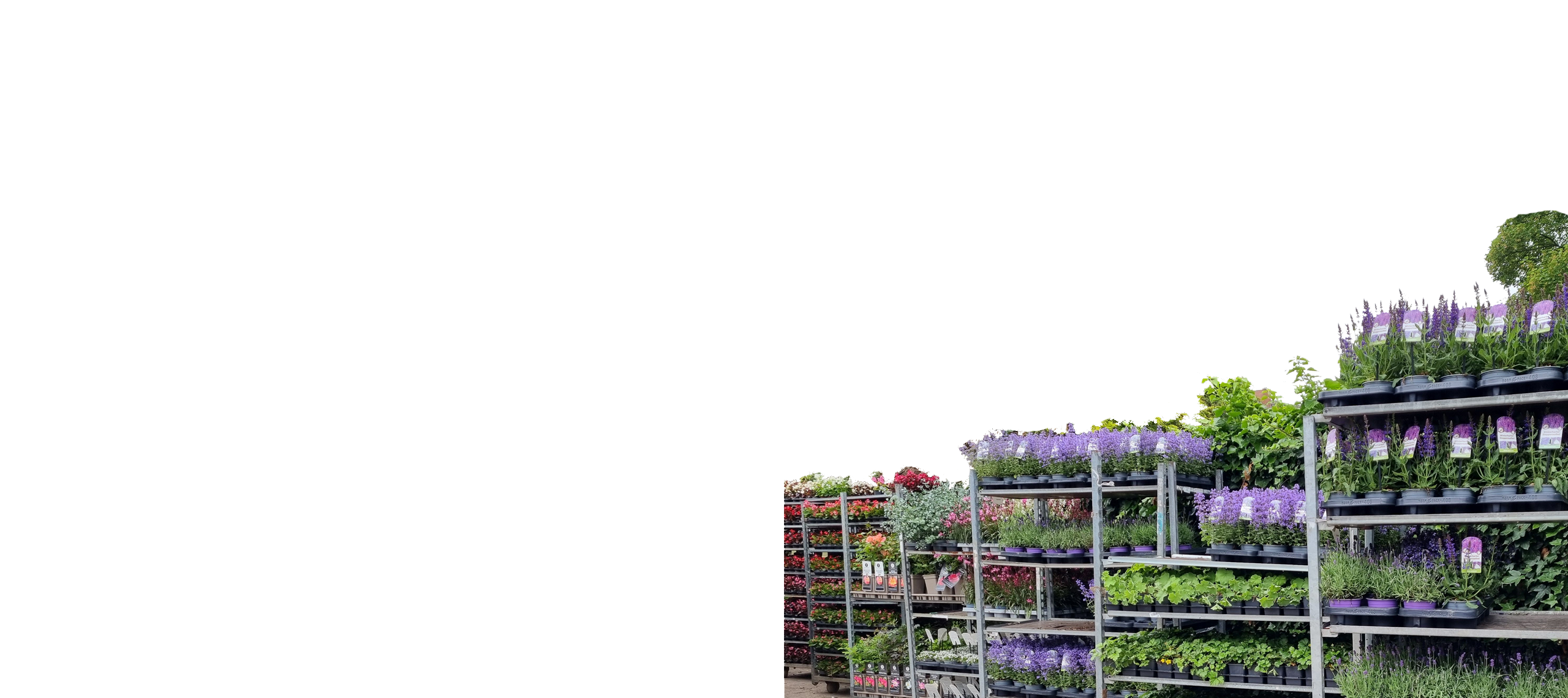 Auswahl an saisonalen Pflanzen und Blumen sowie Erde und Pinienrinde auf dem Betriebshof Brümmer.