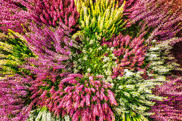 Knospenheide in unterschiedlichen Farben.
