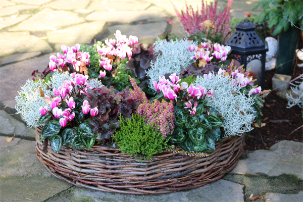 Weidenkorb bepflanzt mit rosa blühenden Alpenveilchen, Silberblatt und Purpurglöckchen mit lila Blättern.