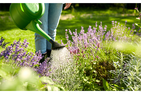 Lila blühender Lavendel, der mit einer Gießkanne gegossen wird.