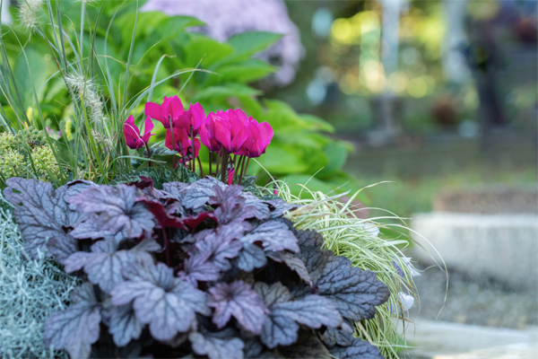 Pink blühende Alpenveilchen zwischen Purpurglöckchen mit roten Laub und grünen Gräsern.