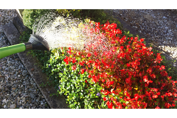 Gießkanne die rot blühende Sommerblumen gießt.