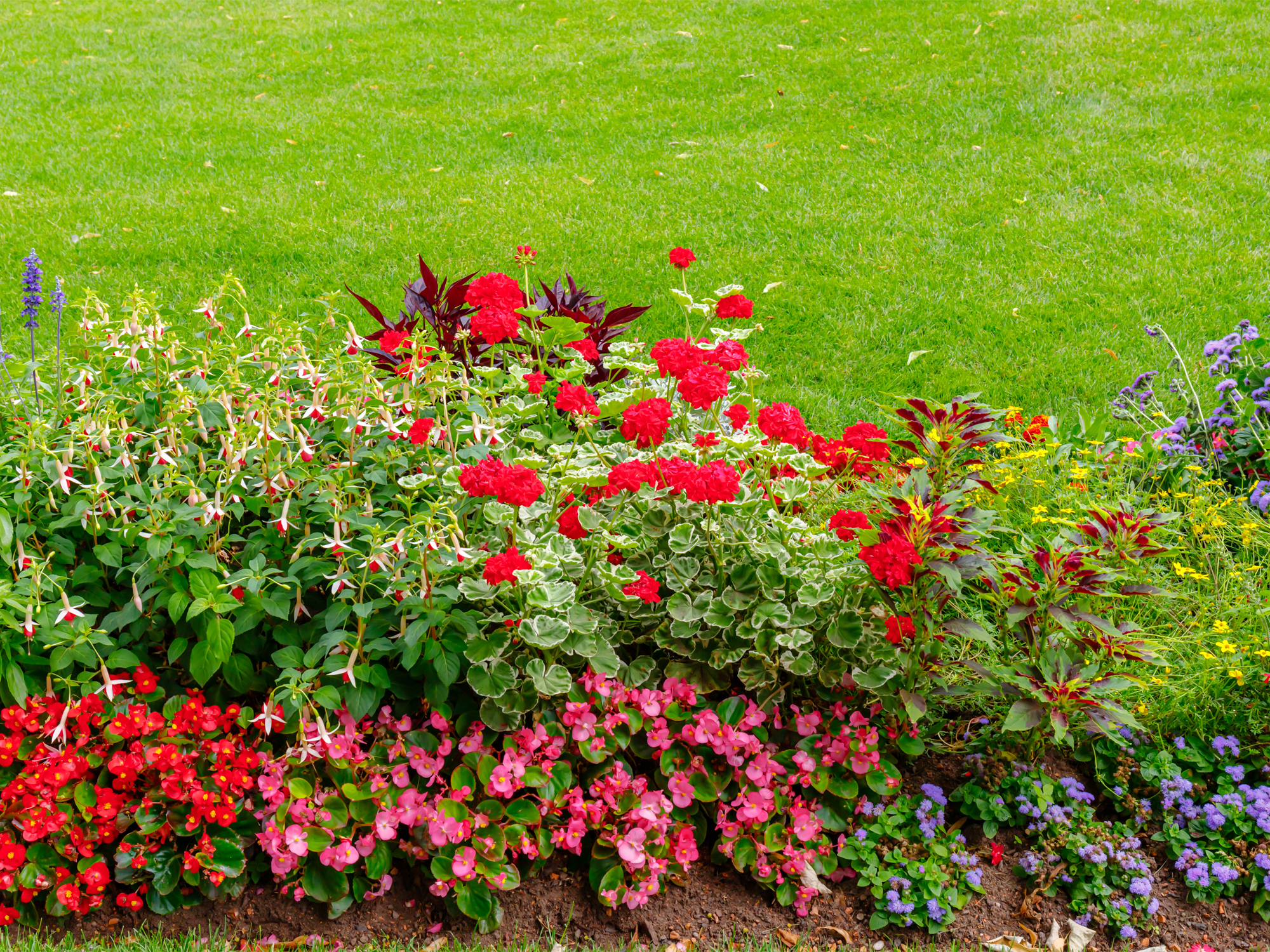 Rosa, rot, lila und gelb blühende Blumen in frisch gemulchter Erde vor grünem Rasen.