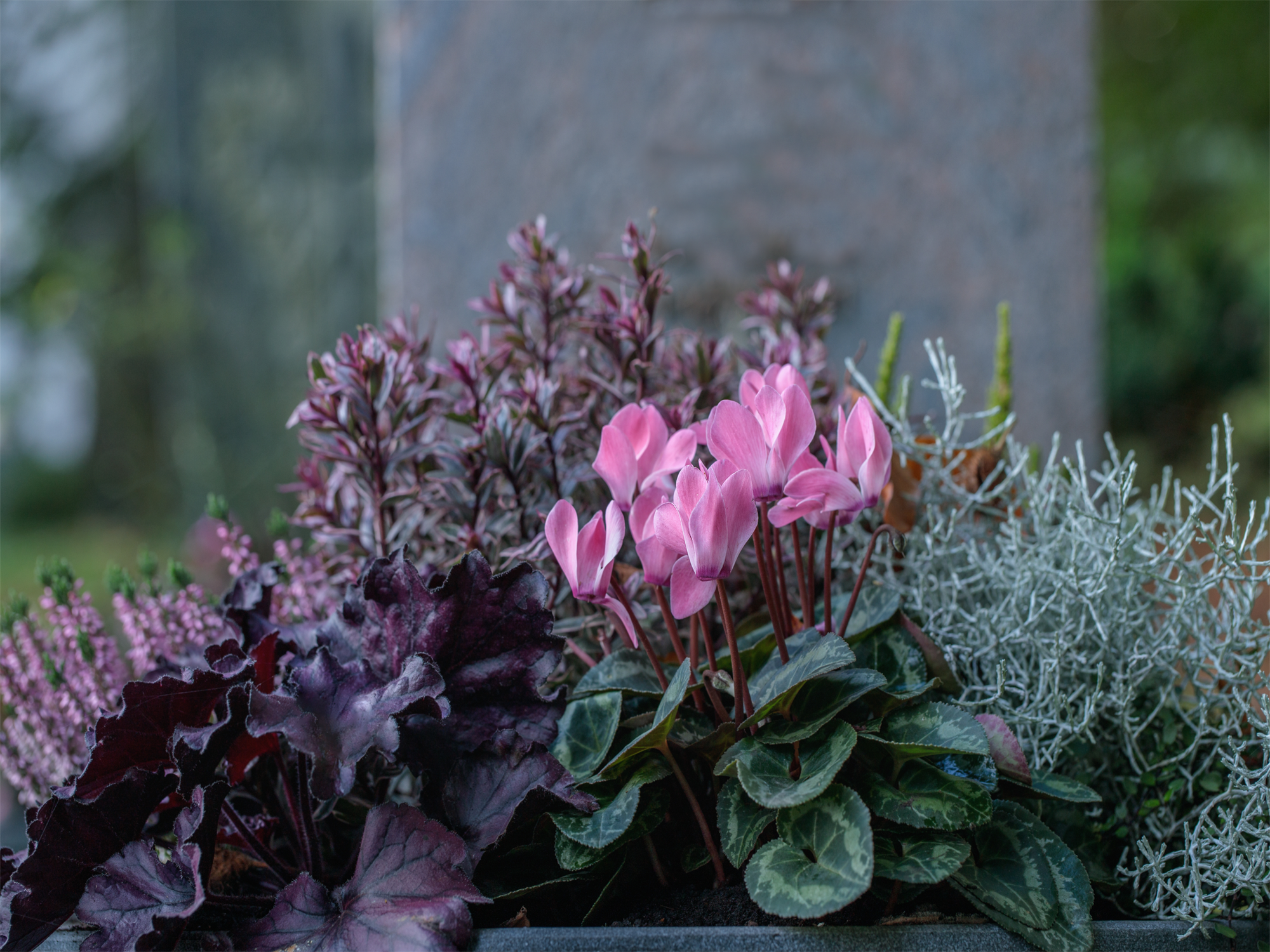Rosa blühendes Alpenveilchen umgeben von Purpurglöckchen mit Blättern in lila und silbernem Gras.