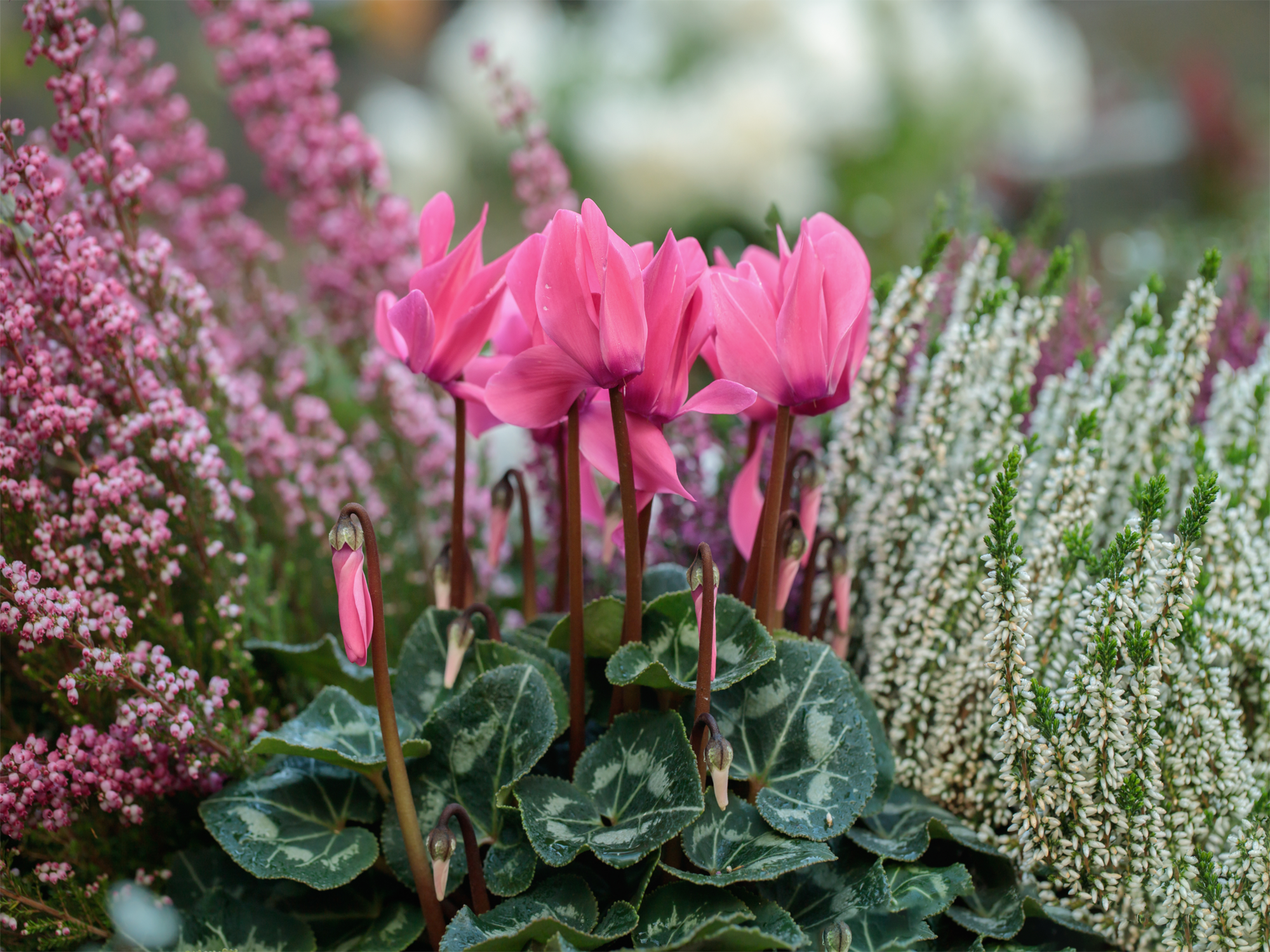 Alpenveilchen mit Blühten in Rosa umgeben von Erika in rosa und weiß.