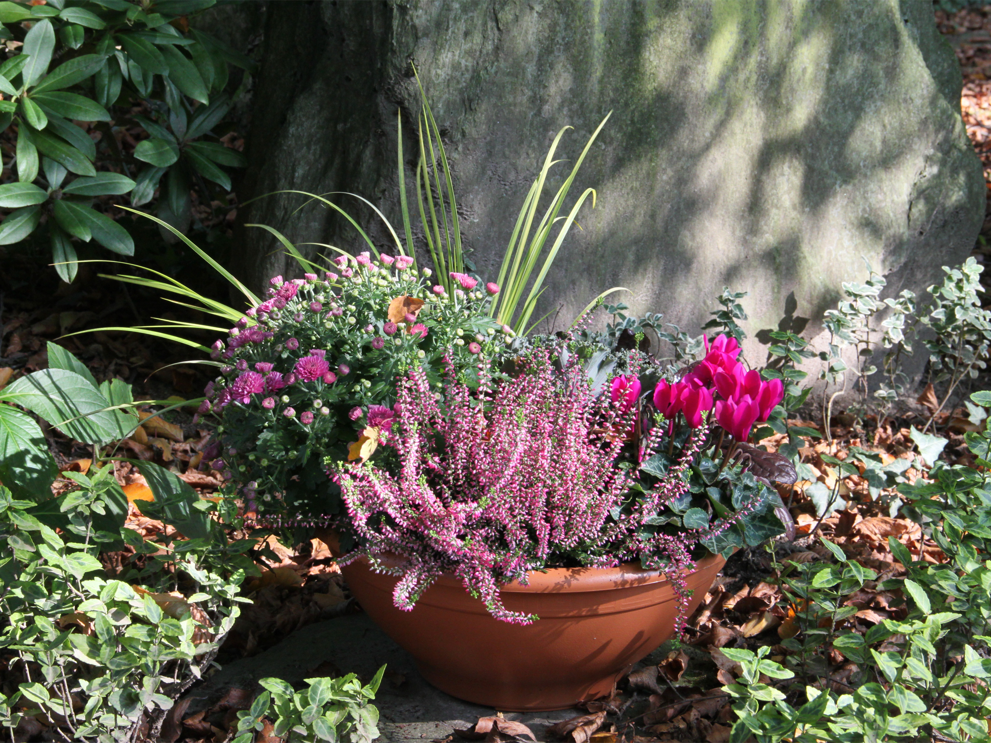 Schale bepflanzt mit Heide, Alpenveilchen und Herbstastern in rosa und lila Tönen auf einem Grab.