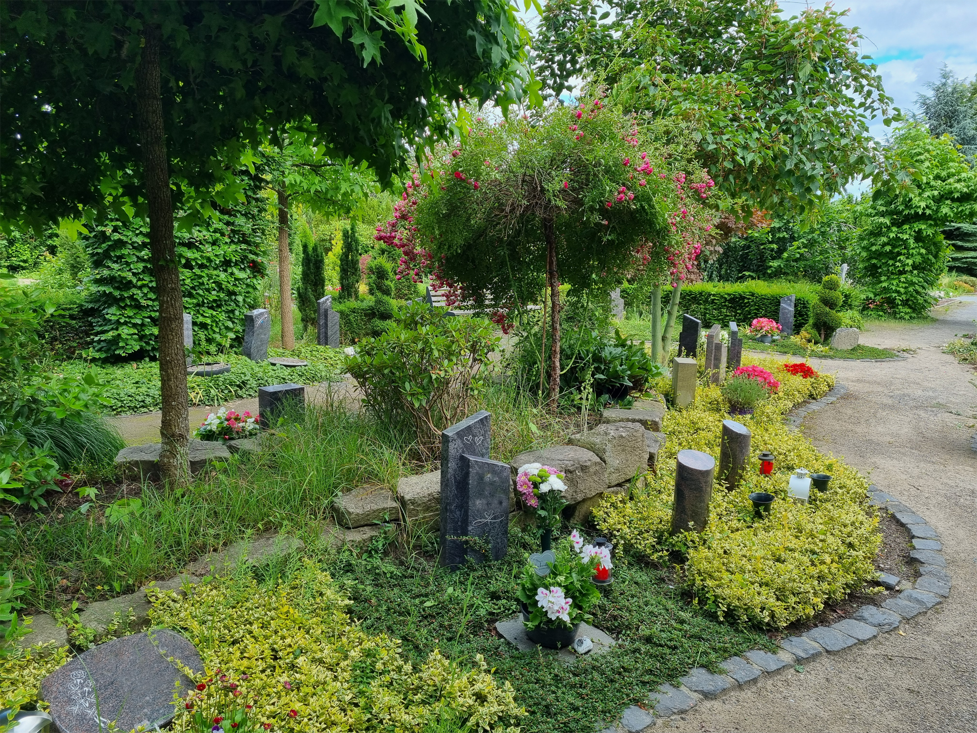 Geschwungener Weg ,Gräbern mit Bodendeckern, Grabsteinen, Blumen und rosa blühendem Rosenstrauch.
