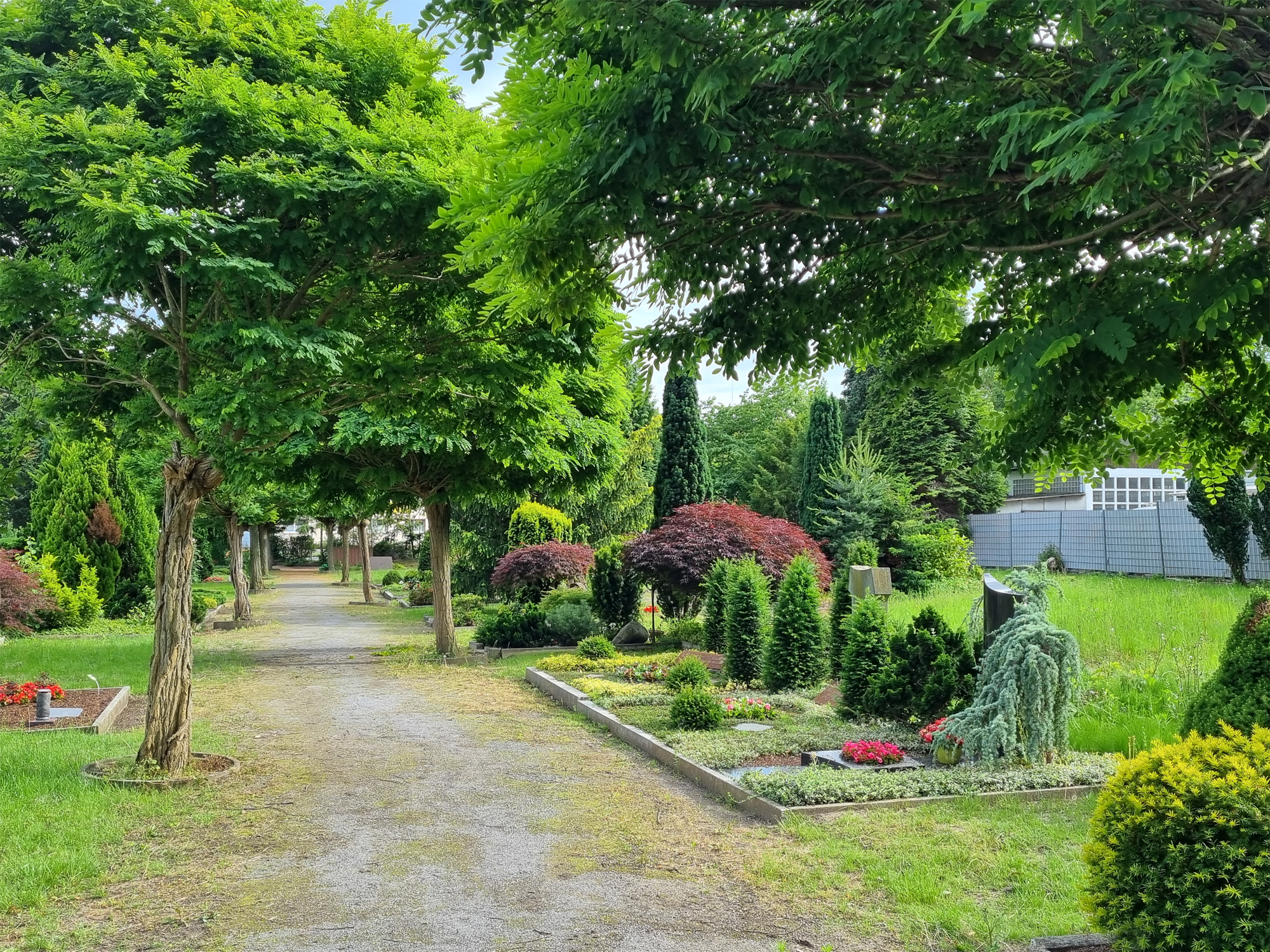 Allee mit alten, hohen Bäumen sowie mit Gräbern und Freiflächen mit neuen Rasen an den Seiten.