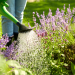 Gießkanne, welche Wasser auf lila blühenden Lavendel gießt.
