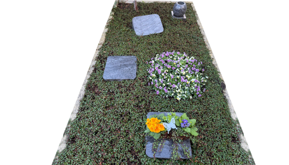 Mit grünen Bodendeckern und weiß-lilafarbenen Hornveilchen bepflanztes Grab.