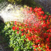 Gießkanne aus der Wasser auf rot blühende Blumen gegossen wird.