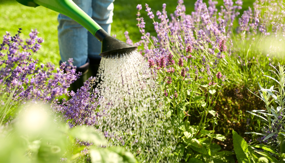 Gießkanne aus der Wasser auf ein Blumenbeet gegossen wird.
