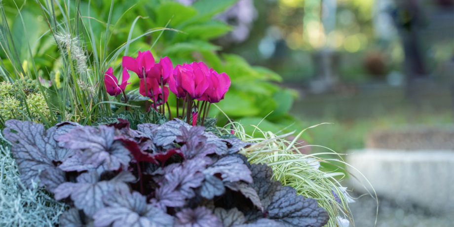 Pink blühende Alpenveilchen zwischen Purpurglöckchen mit roten Laub und grünen Gräsern.
