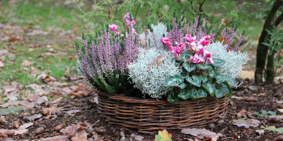 Weidenkorb bepflanzt mit lila Erika und rosa blühenden Alpenveilchen mit Silbergras dazwischen.