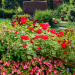Rot, lila und gelb blühende Sommerblumen vor einem Grabstein.