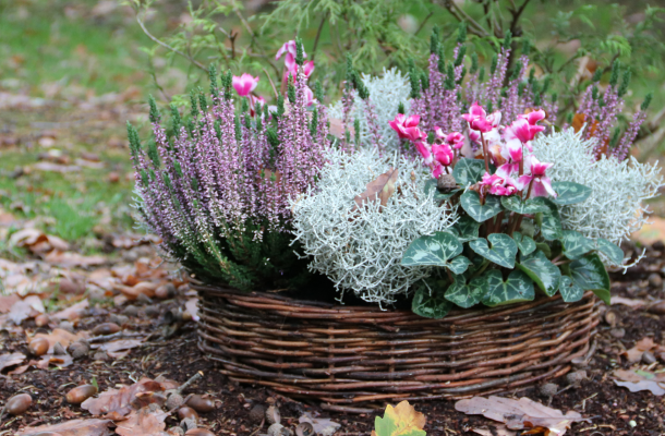 Weidenkorb bepflanzt mit lila Erika und rosa blühenden Alpenveilchen mit Silbergras dazwischen.