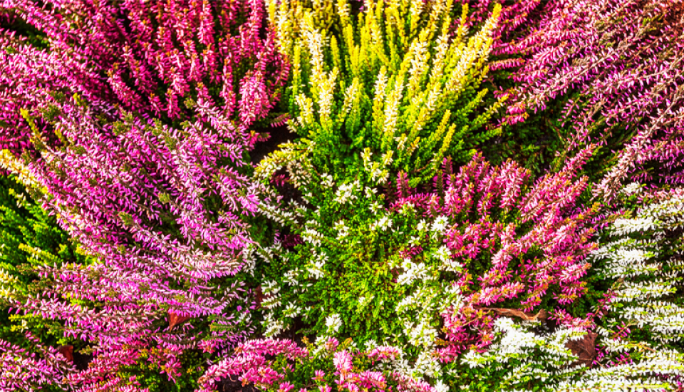 Knospenheide in unterschiedlichen Farben.