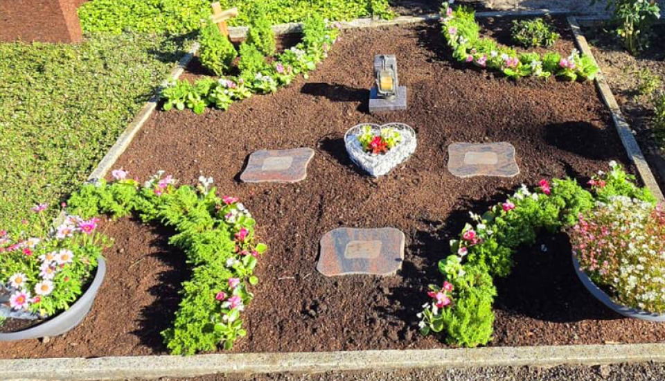 Neu gestaltetes Grab mit grünen Sträuchern und bunten Frühlingsblumen.