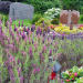 Lila blühender Lavendel im Vordergrund, dahinter Gräber mit Eisbegonien.