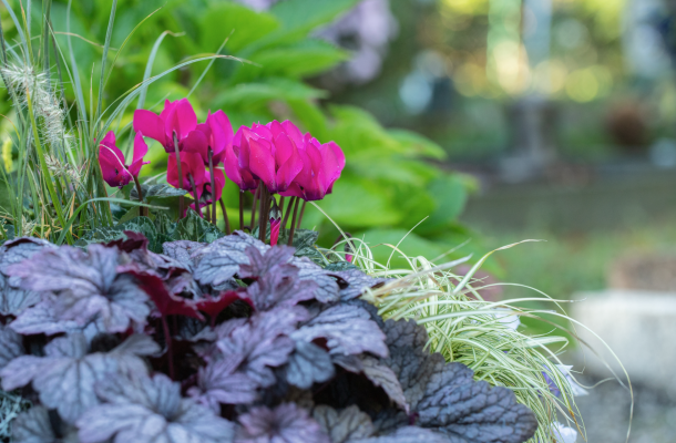 Pink blühende Alpenveilchen zwischen Purpurglöckchen mit roten Laub und grünen Gräsern.