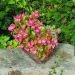 Herzförmiger Korb bepflanzt mit rosa blühenden Eisbegonien.