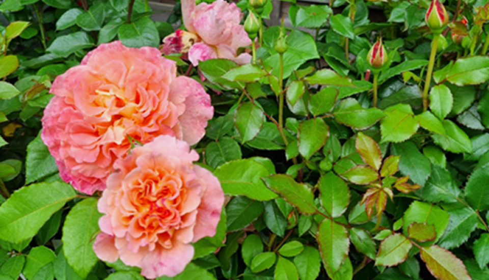 Orange-gelbe Rosen mit Blüten und Knospen.